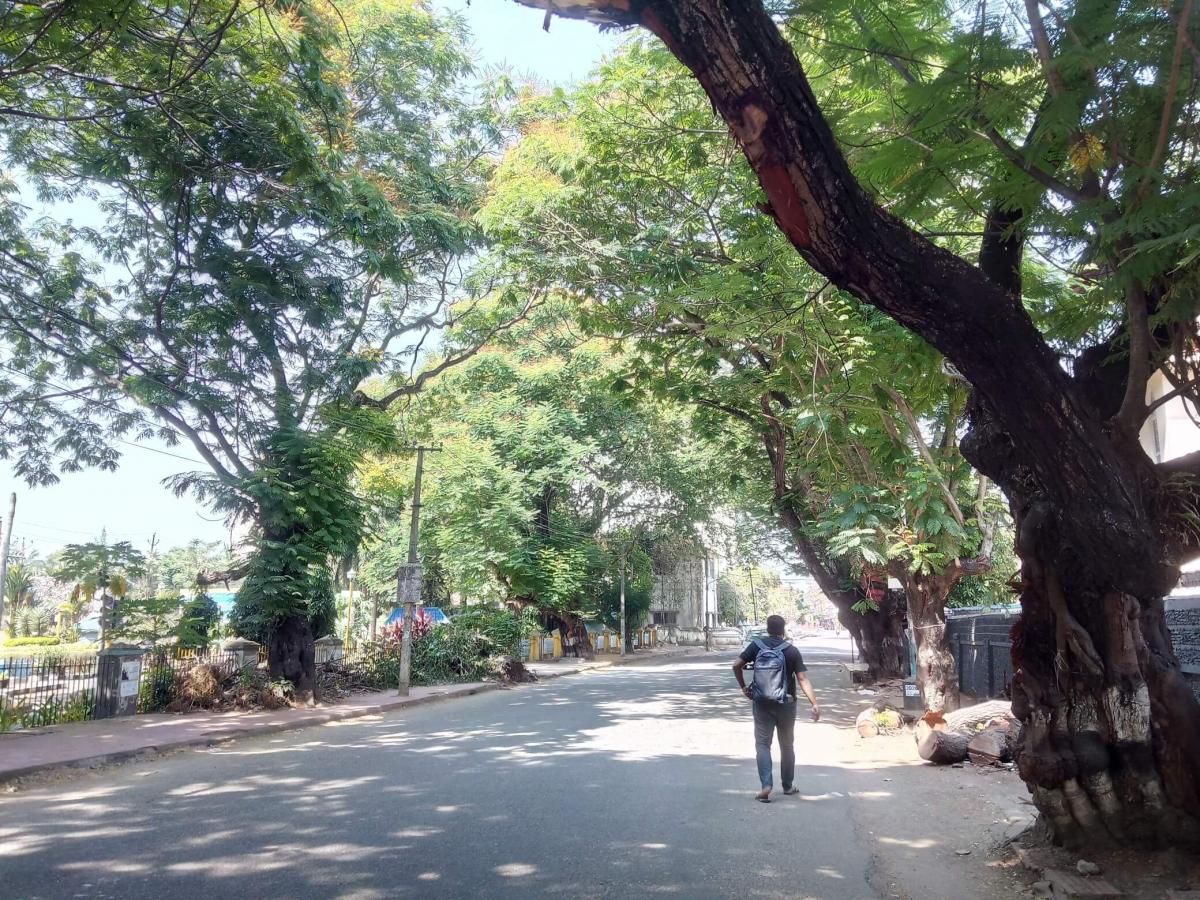 Figure 3: Trees provide shade and reduce the land surface heating by preventing heat absorption in the pavements (Source: WRI India) Trees provide shade and reduce the land surface heating by preventing heat absorption in the pavements (Source: WRI India)