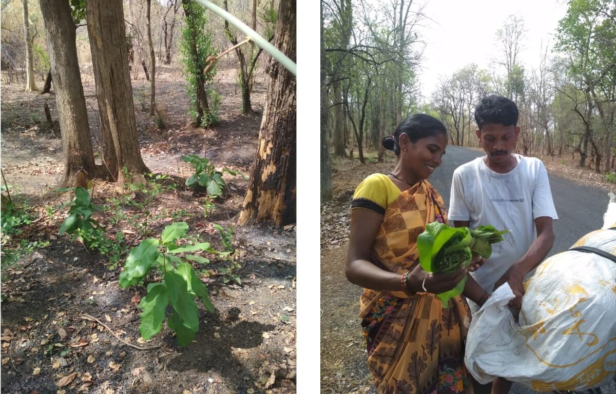 Left: Tendu plant in Korchi's forest area; Right: Every tendu season brings new hope and an earning opportunity for local tribes. Left: Tendu plant in Korchi's forest area; Right: Every tendu season brings new hope and an earning opportunity for local tribes.