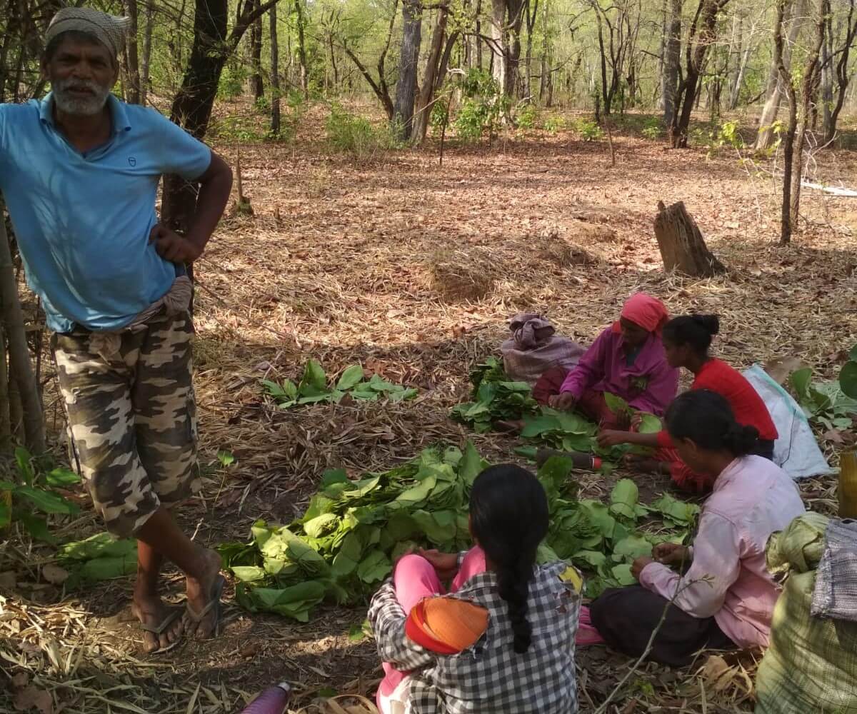 The entire family works to collect tendu leaves from the forest and tie them into countable bundles. The entire family works to collect tendu leaves from the forest and tie them into countable bundles.