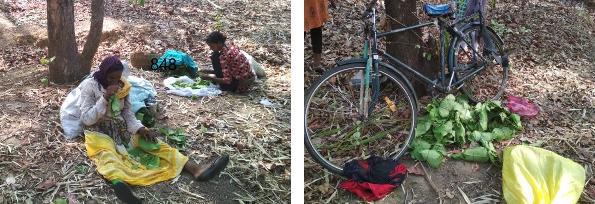 Left: Woman arranging tendu leaves into bundles after collection; Right: Tendu patta bundles ready for selling to the local contractor. Left: Woman arranging tendu leaves into bundles after collection; Right: Tendu patta bundles ready for selling to the local contractor.