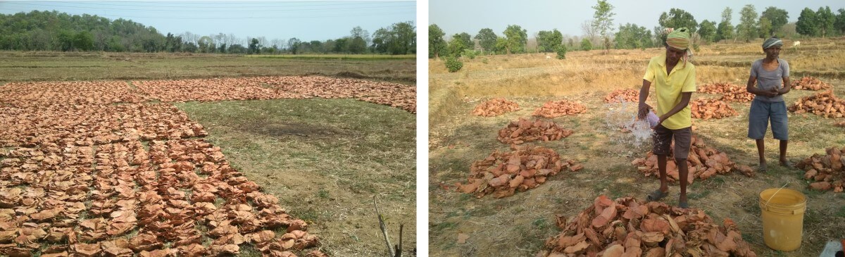 Left: Tendu patta bundles dried in an open field by the contractor; Right: Dried bundles are sprinkled with water to make them moist for further packaging. Left: Tendu patta bundles dried in an open field by the contractor; Right: Dried bundles are sprinkled with water to make them moist for further packaging.