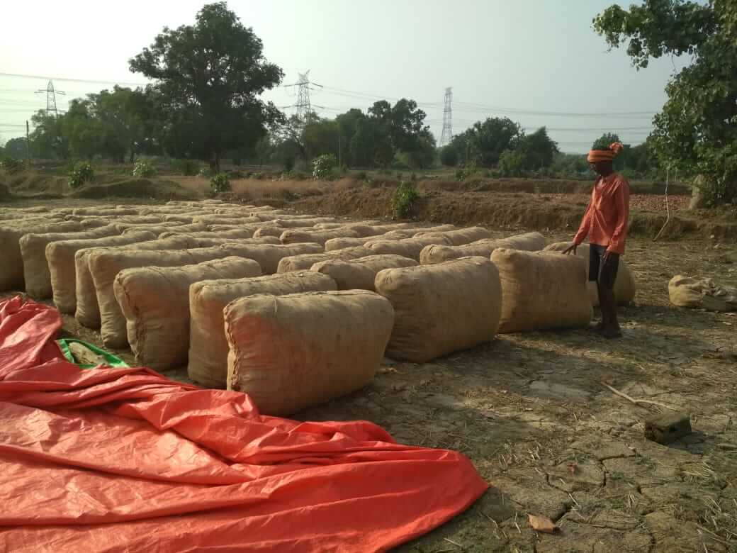 Standard bags of dried tendu patta aggregated by the contractor for further transport to beedi (tobacco rolled in tendu leaves) manufacturing units. Standard bags of dried tendu patta aggregated by the contractor for further transport to beedi (tobacco rolled in tendu leaves) manufacturing units.