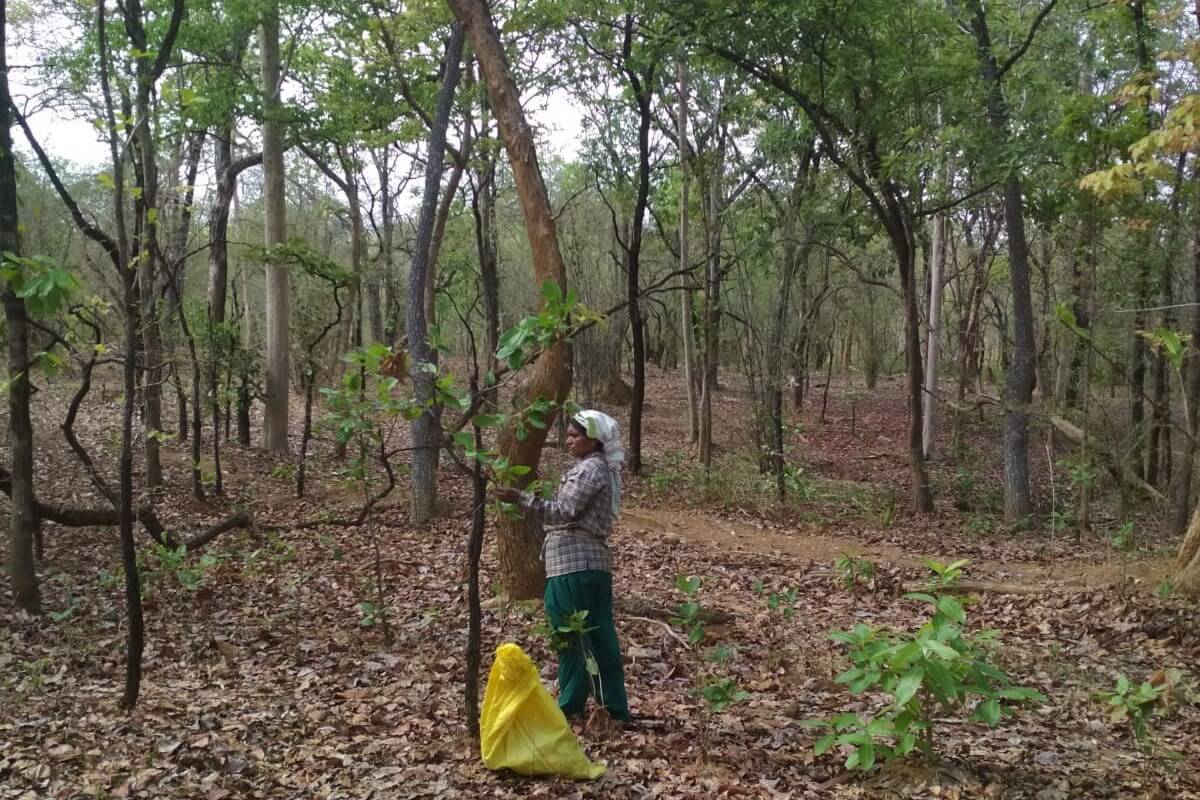 Communities and their forests nurture each other and flourish together. Communities and their forests nurture each other and flourish together.