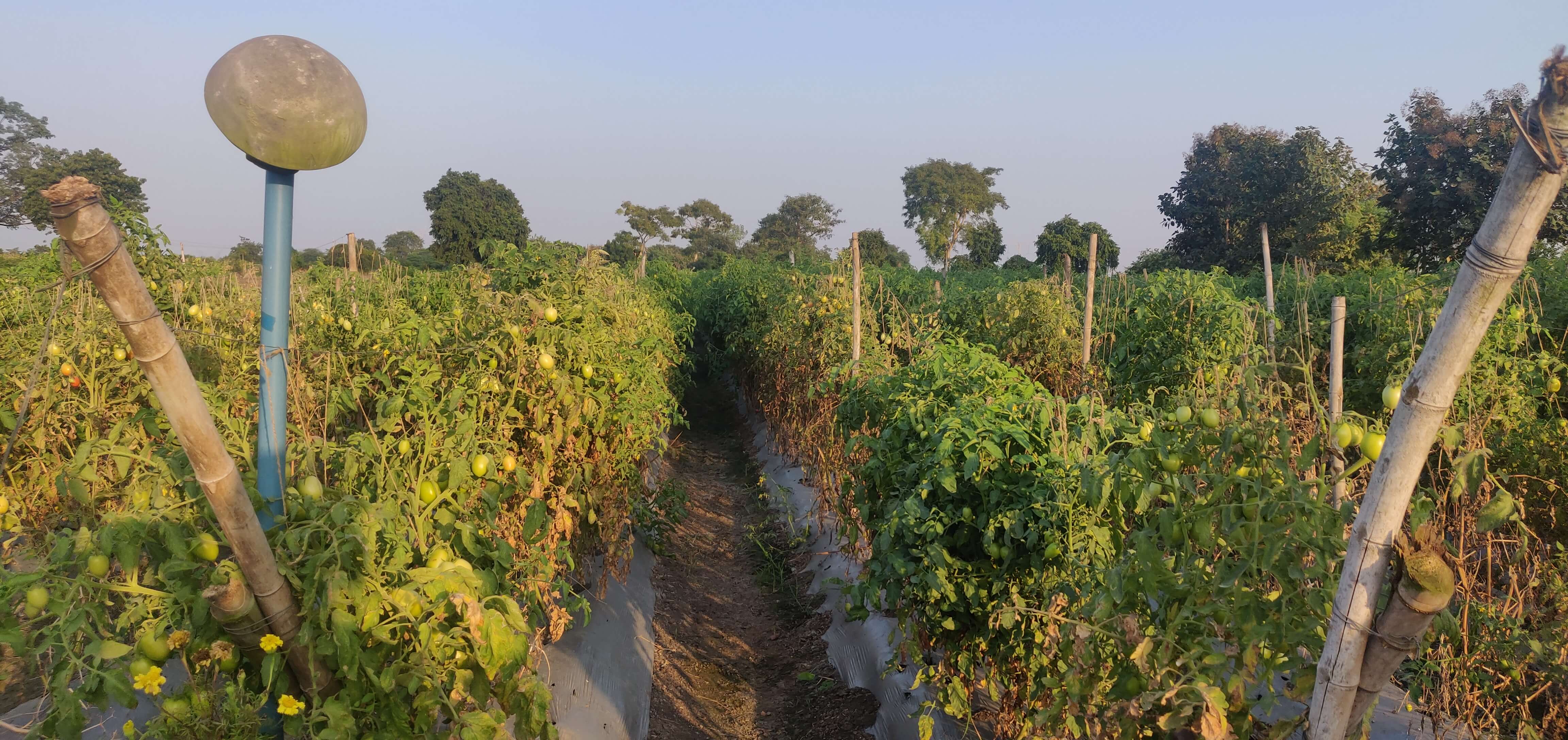 A tomato farm is close to the harvesting stage in November in Madhya Pradesh. Photo by Monika Agarwal/WRI India. A tomato farm is close to the harvesting stage in November in Madhya Pradesh. Photo by Monika Agarwal/WRI India.