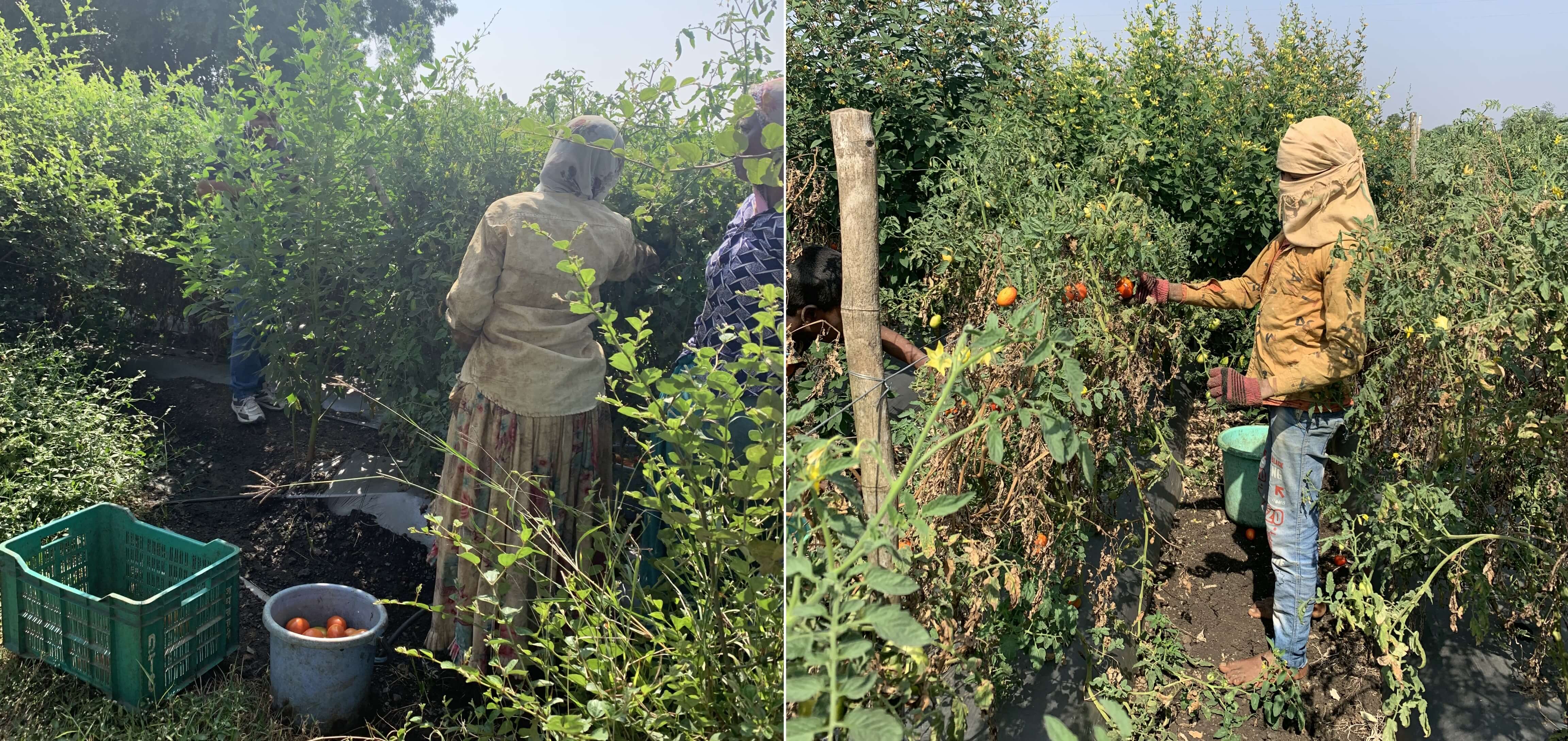 Tomato is being harvested by farmers in Dhar, Madhya Pradesh. Photo by Shweta Lamba/WRI India. Tomato is being harvested by farmers in Dhar, Madhya Pradesh. Photo by Shweta Lamba/WRI India.