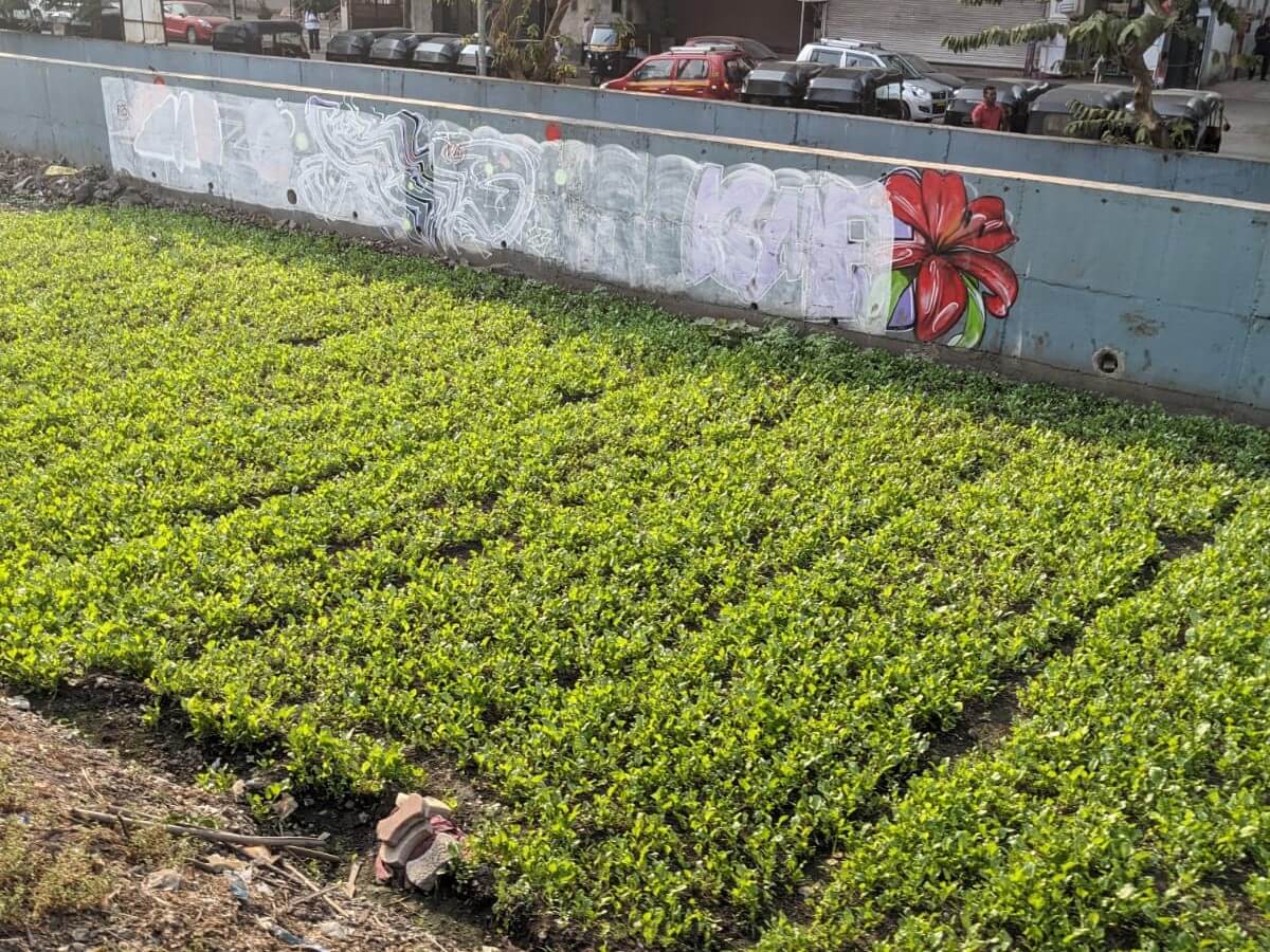 Urban farming along railway tracks. Photo by Vishal Ramprasad/WRI India. Urban farming along railway tracks. Photo by Vishal Ramprasad/WRI India.
