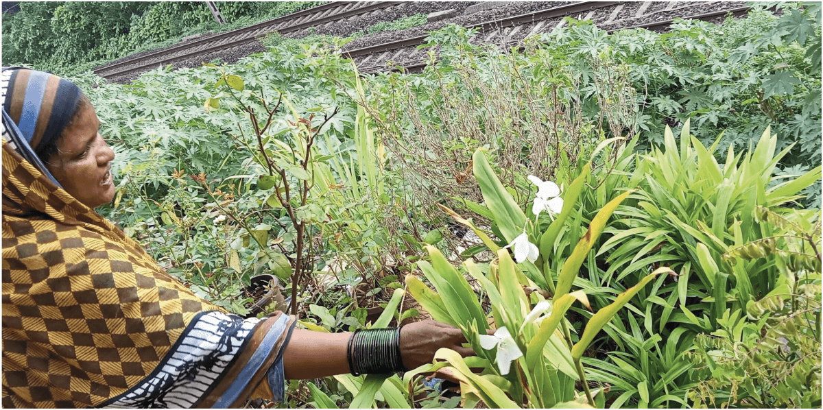 Railway buffer spaces along the tracks are often allotted to railway workers who employ farmers to grow food. Photo by Priya Shinde/Transforming M Ward Project, TISS. Railway buffer spaces along the tracks are often allotted to railway workers who employ farmers to grow food. Photo by Priya Shinde/Transforming M Ward Project, TISS.