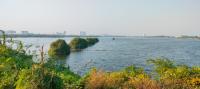 The mangroves of Kovalam.