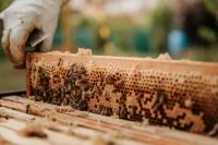 A beehive with bees in it